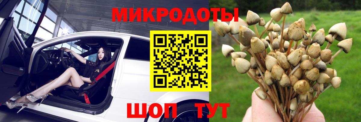Псилоцибиновые грибы Psilocybe Конаково
